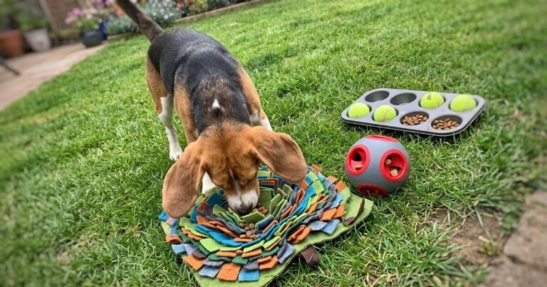 Brain Games to Train Your Dog