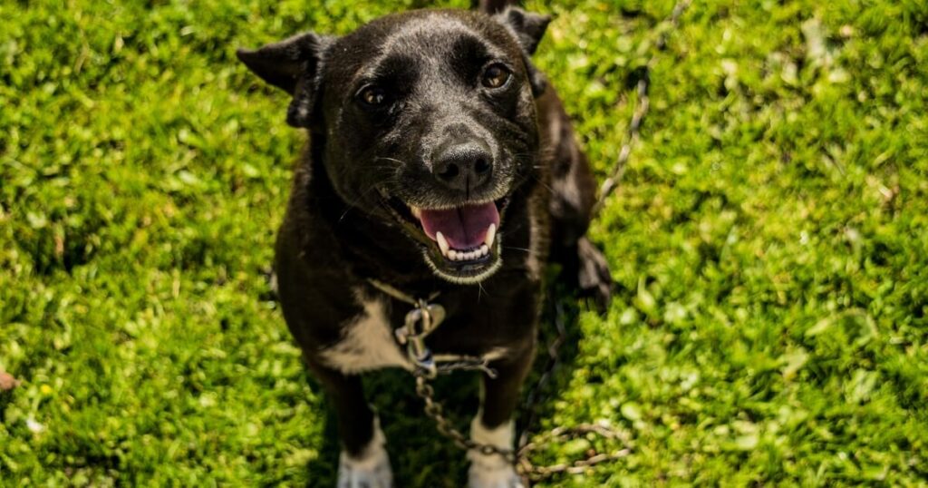 Common dog body language signs
