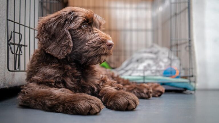 crate training a puppy dailypetblueprint
