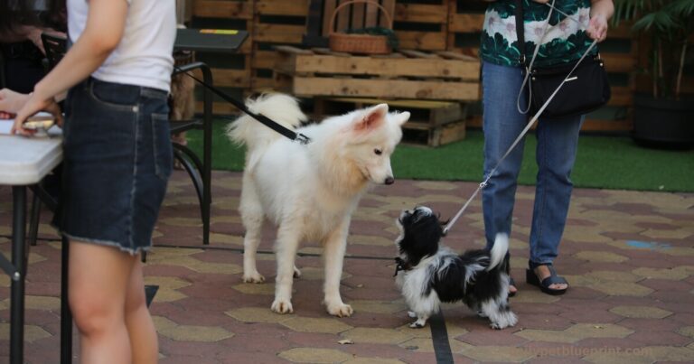 Dog body language with other dogs