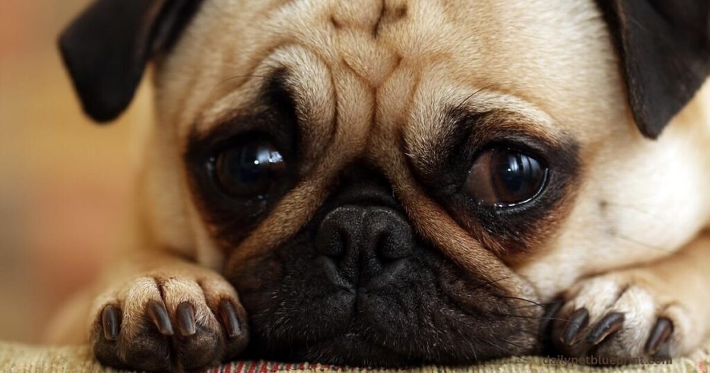 dog crying