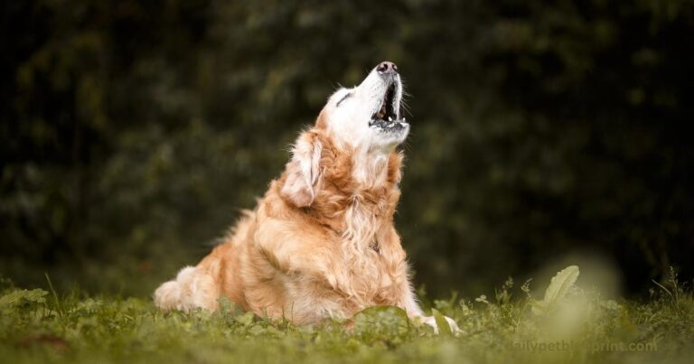 dog howling