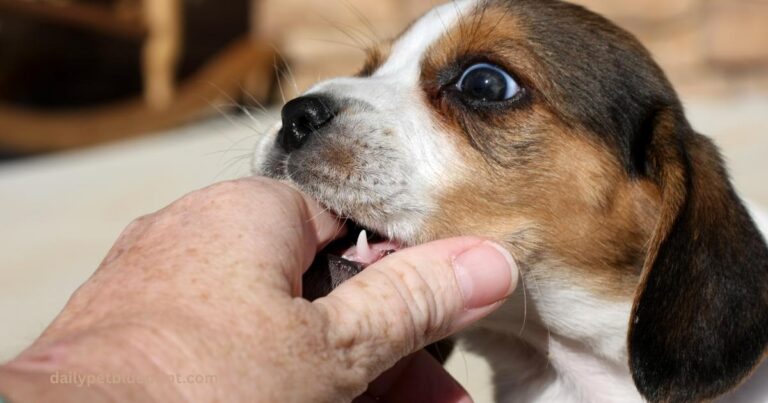 dog biting training