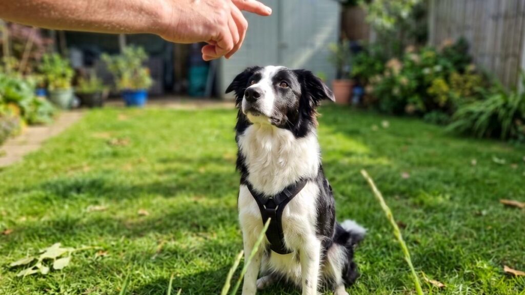Essential Dog Commands