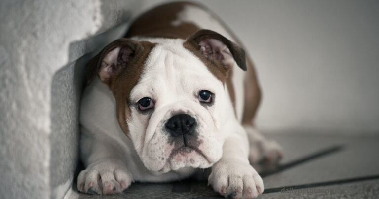 Fearful dog body language