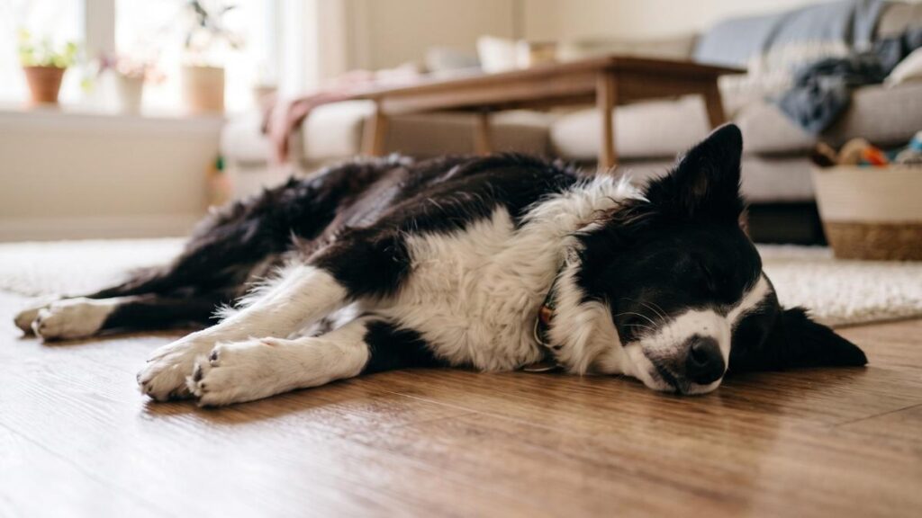 How to Teach Your Dog to Play Dead