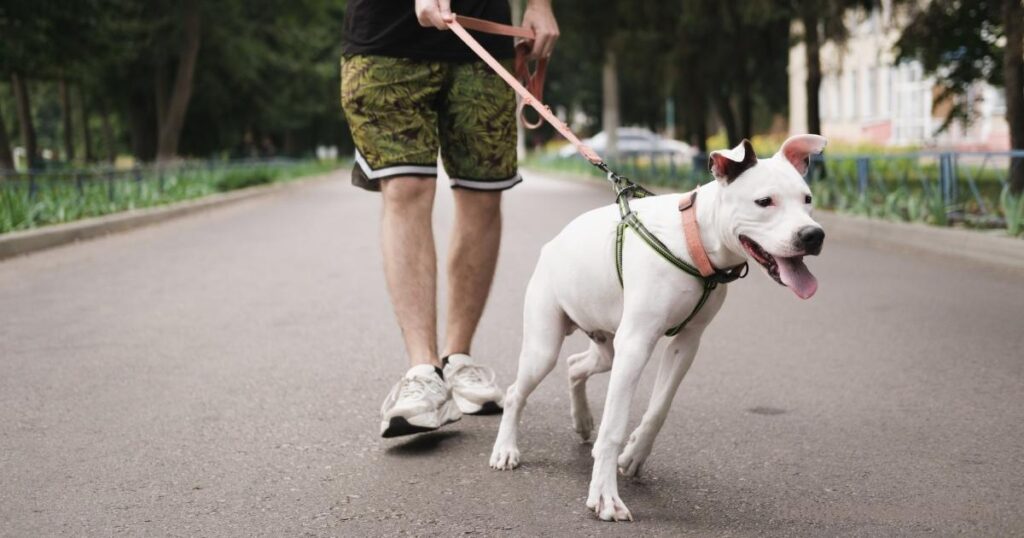 how to train a reactive dog