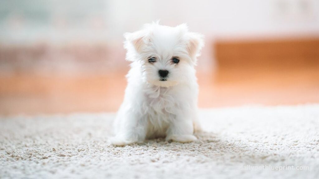 Potty Training a Dog in an Apartment