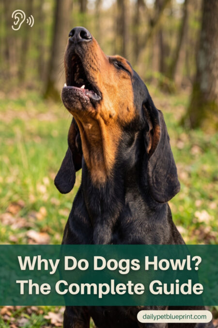 Black and Tan Coonhound outdoors with head tilted back mid-howl, mouth open, illustrating why dogs howl and hound breed vocal instincts.