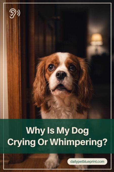 Cavalier King Charles Spaniel indoors at night, looking up with a soft whimpering expression, illustrating why dogs cry or whine.