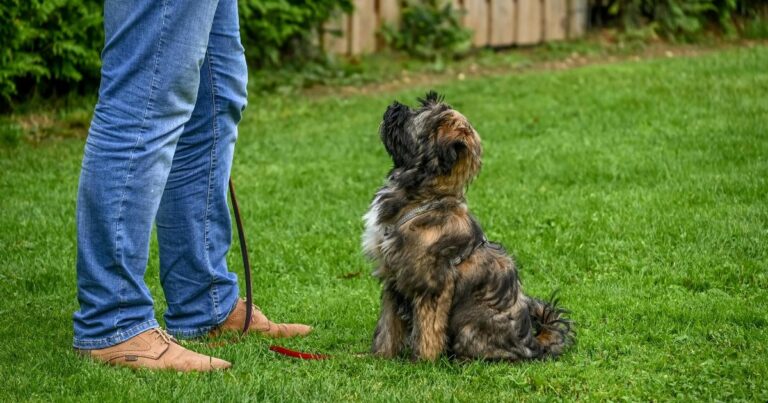 dog obedience distractions