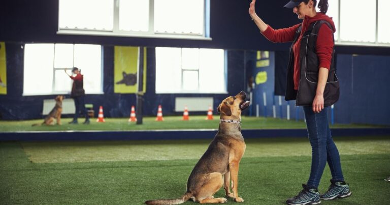 dog training hand signals