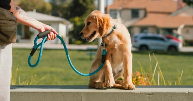 leash training a dog