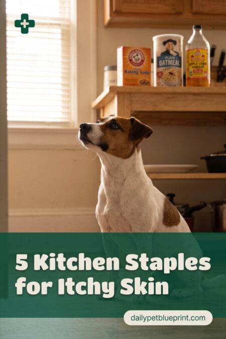 A Jack Russell Terrier sitting attentively on a kitchen floor, natural remedy ingredients visible on the counter behind.