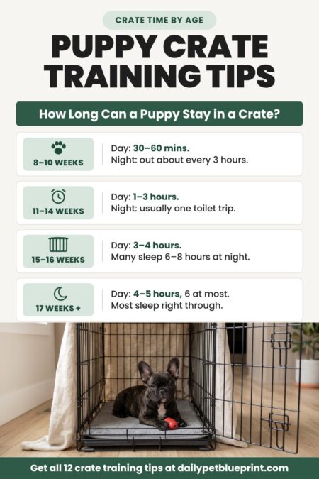 A brindle French Bulldog puppy lying calmly in an open wire crate with a red chew toy, under a chart titled Puppy Crate Training Tips: How Long Can a Puppy Stay in a Crate?